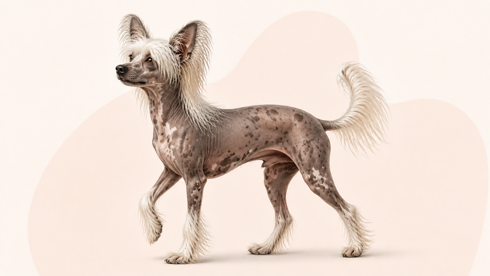 Chinese crested dog